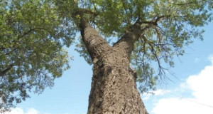 Да му помогнеме на проф. д- р Ацевски да направи „Каталог на стари стебла во Македонија“
