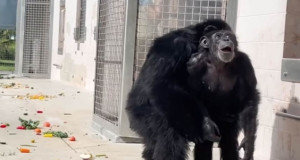 Поминала три децении во кафез, а потоа се нашла на слобода: Реакцијата на шимпанзо на небото (ВИДЕО)