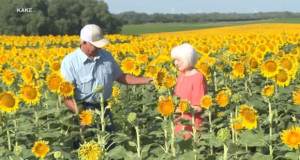 Засадил 1,2 милиони сончогледи како изненадување за сопругата за 50 години брак (ВИДЕО)