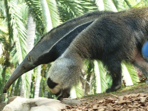 giant-anteater-406712_1280