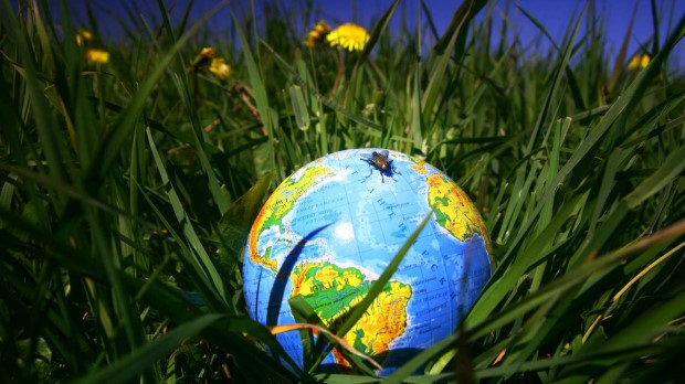 globe of planet earth in green grass Copyright: xx 5842930