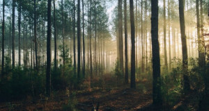 Строгата ЕУ регулатива ги загрозува шумите во Финска и Шведска