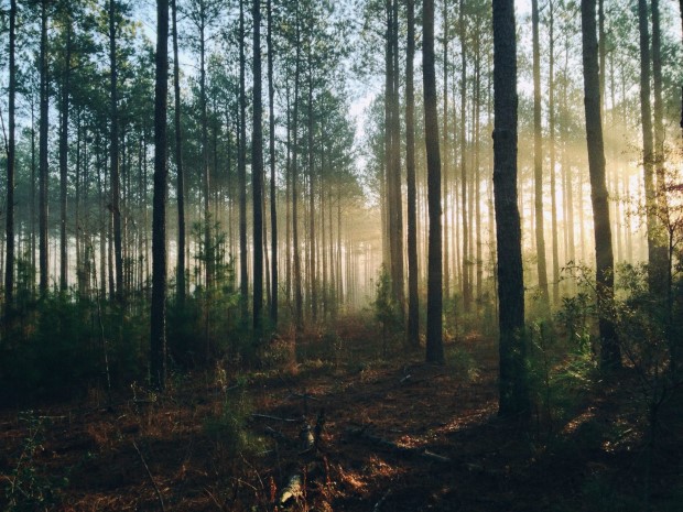 finland2