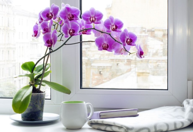 Орхидеи – нега во саксија