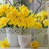 Нарцис – пролетен жолт цвет