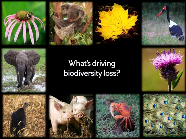 Biodiversity-amended-slide-70