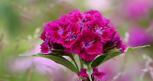 Турски каранфил – отпорен и прекрасен цвет