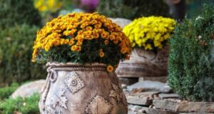 Најдобрите цвеќиња за есенски саксии