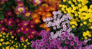 Хризантема – кралица на есенските денови