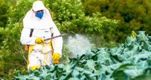 Влијание на пестицидите врз развојот на мозокот – ново истражување открива сериозни пропусти во ЕУ
